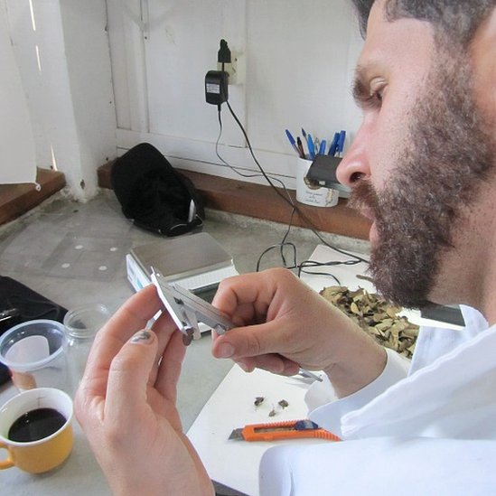 Pablo Hoffmann estudiando y clasificando semillas recolectadas en el bosque de araucarias