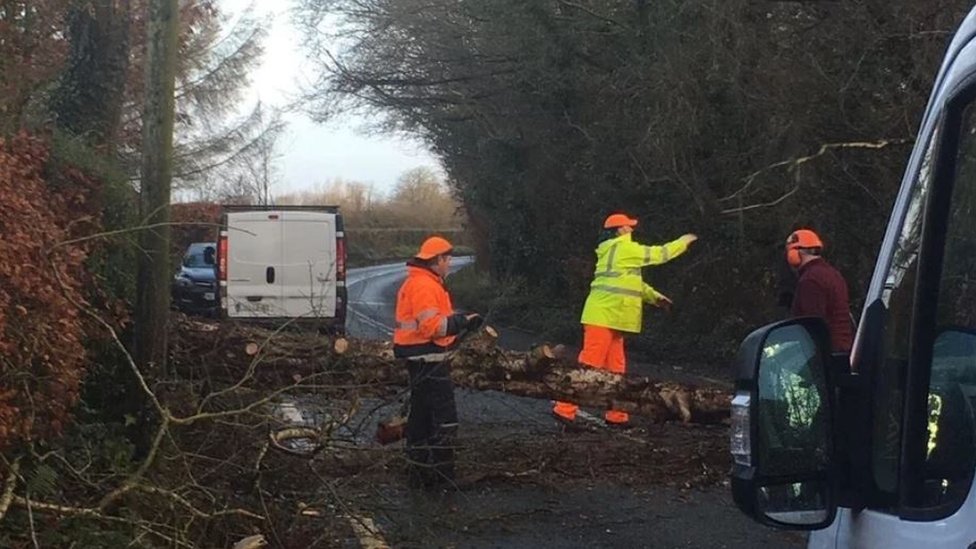 Упавшие деревья в Ньюбридже, графство Килдэр