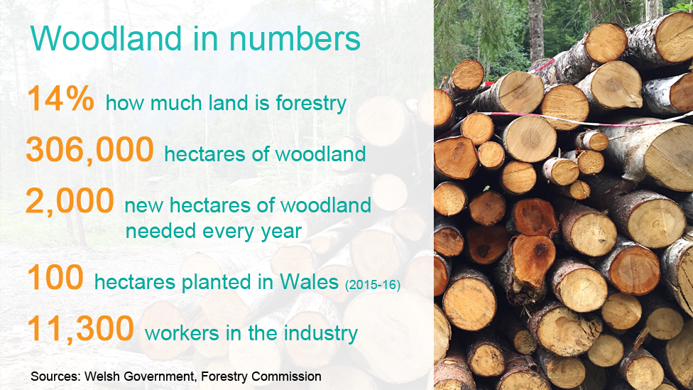 Цифры: Статистика лесов Уэльса