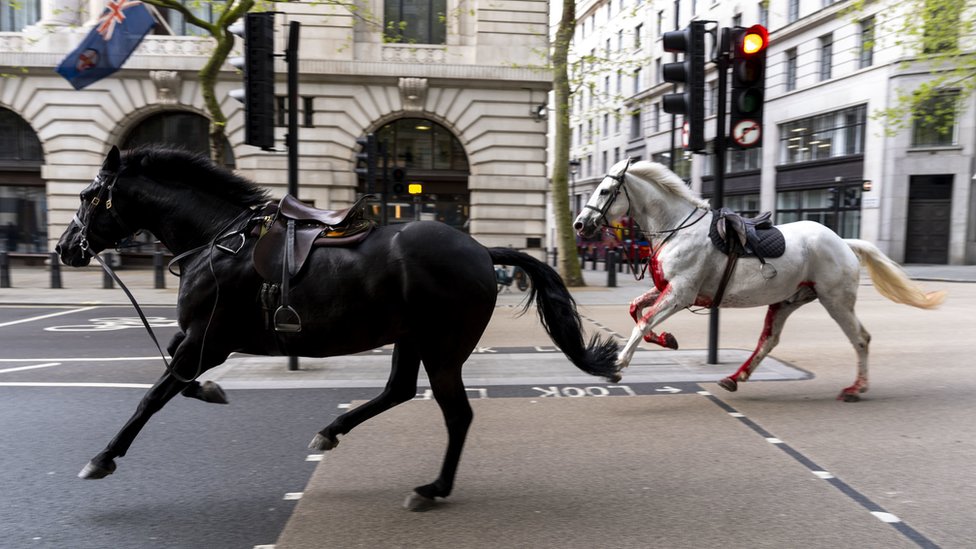 Konji nekontrolisano jure ulicama Londona