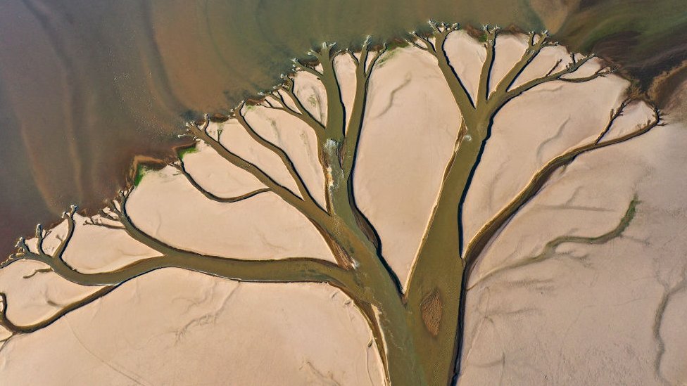 Una foto aérea muestra un patrón en forma de árbol de la sequía en la provincia de Jiangxi en China.