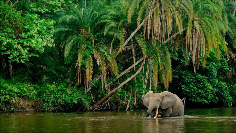 通過量化森林象在日常生活中減少碳排放的價值，研究人員希望能夠促進保護大象。(Credit: Getty Images)