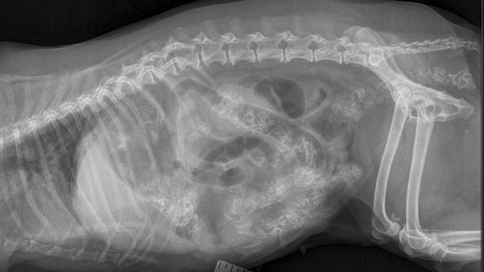 are dried duck necks safe for dogs