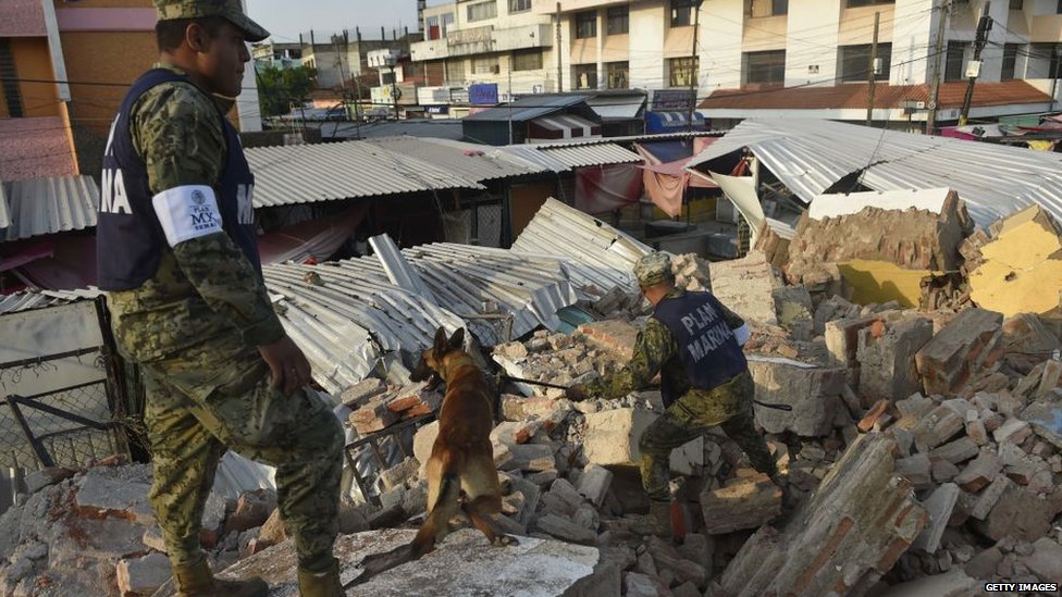 Собака-ищейка обыскивает разрушенное здание