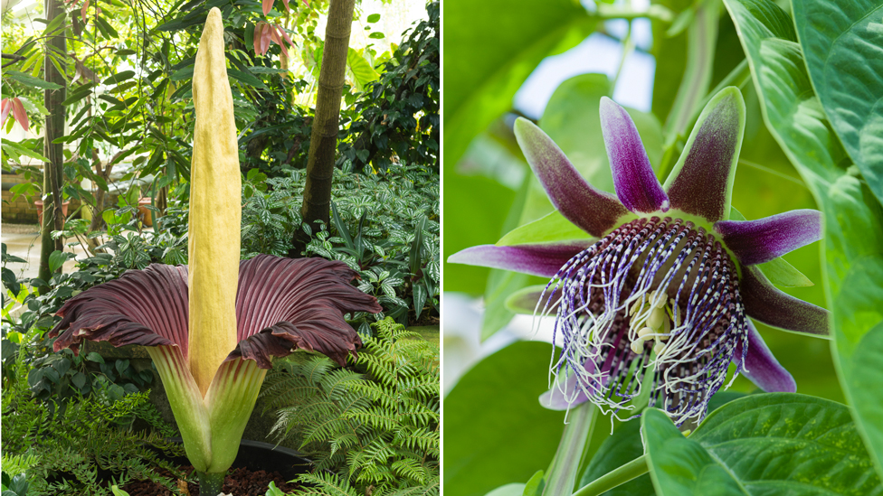 Amorphop hallus titanum и passiflora trialate