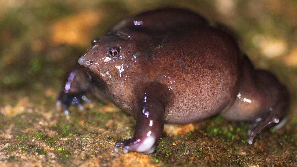 Малоизвестная фиолетовая лягушка