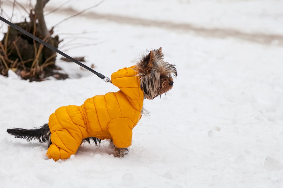 pas na snegu