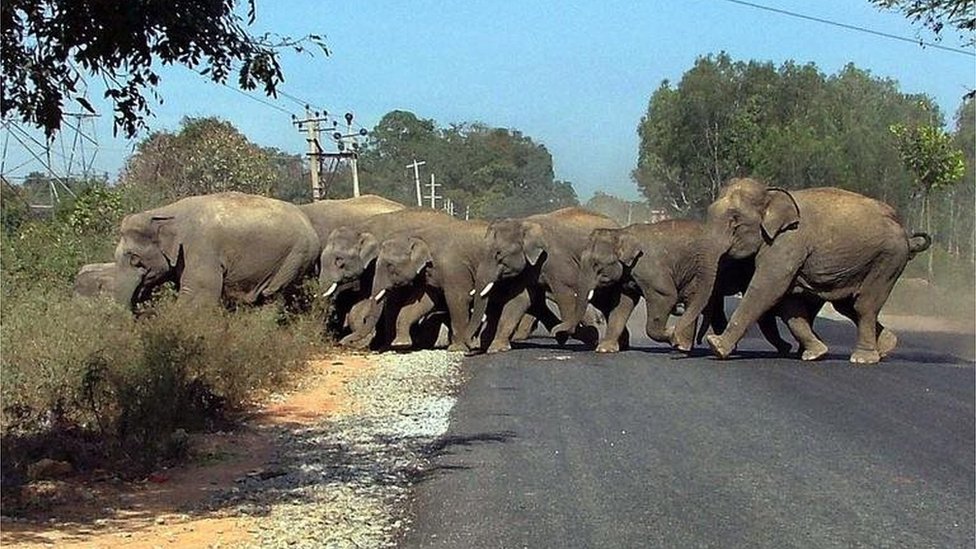 Elefantes cruzan un camino en India