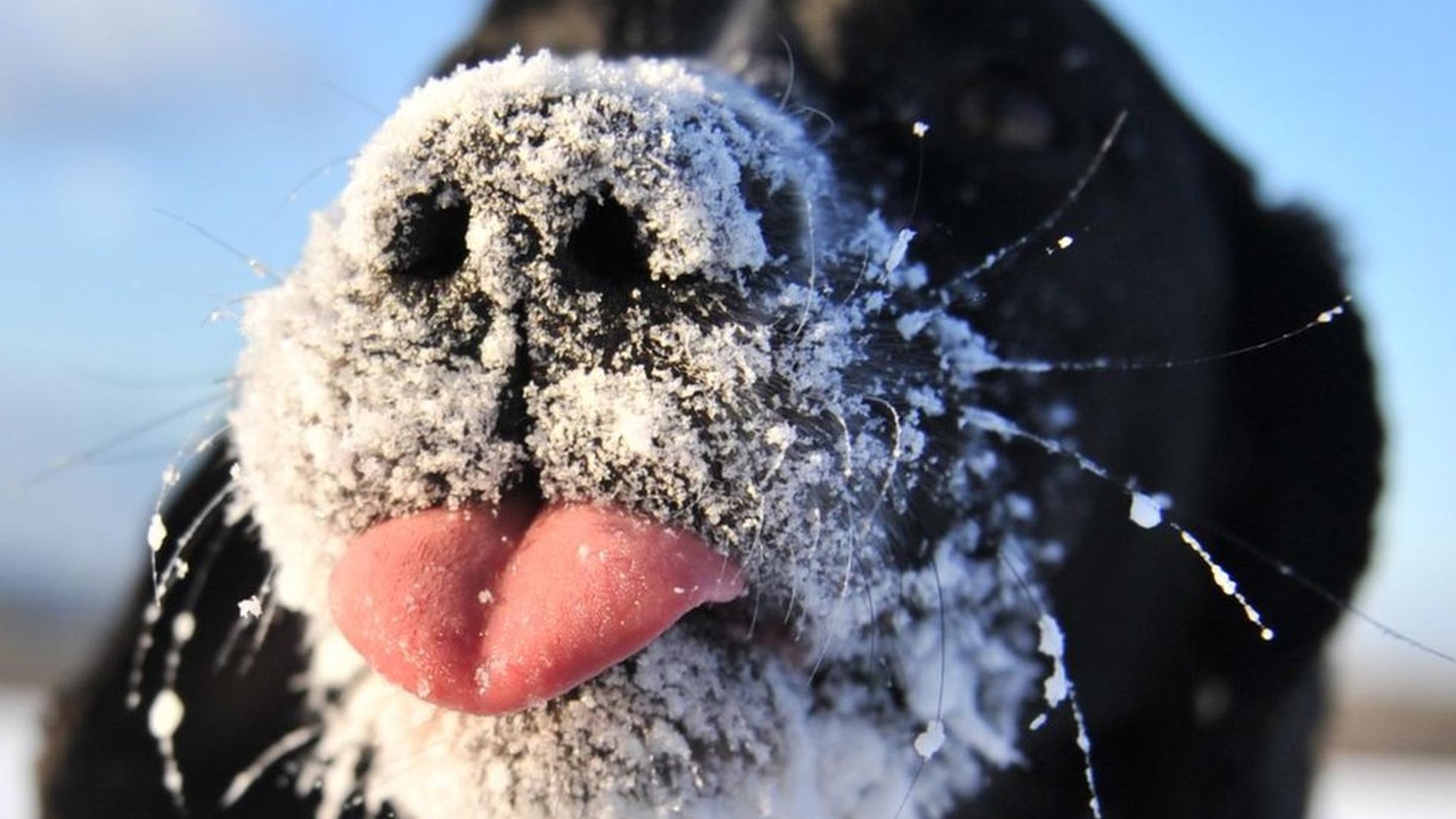 Animals brave snow and freezing temperatures - BBC News