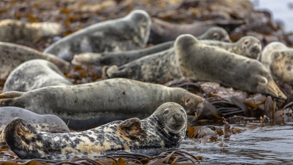 Harbour Porpoises Killed By Infected Seal Bites Bbc News