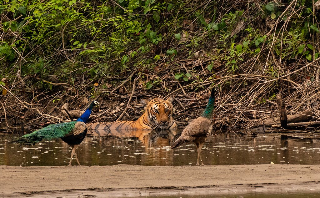 Tiger and two peacocks