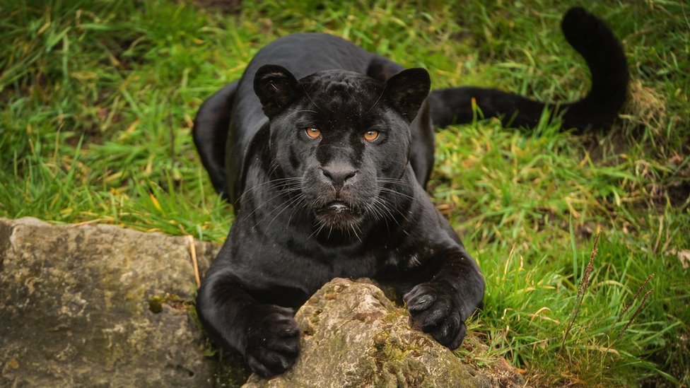 Ćelije jaguara Gošija iz Česterskog zoološkog vrta se sada nalaze u biobanki Nature's Safe