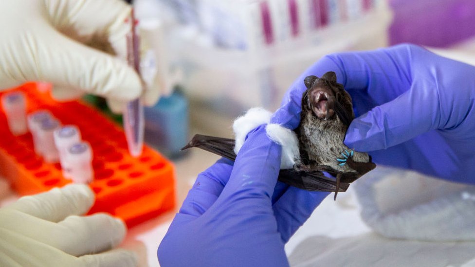 Cientistas manuseando morcego