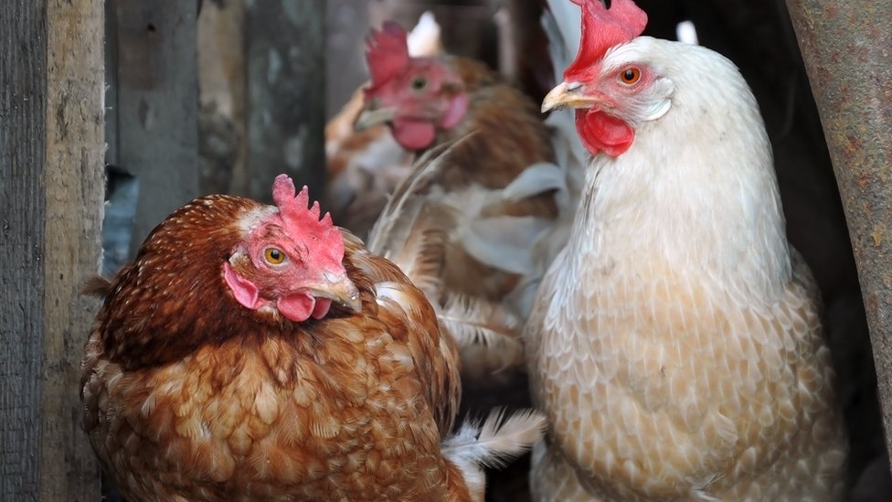 Bird flu risk prompts poultry restrictions in Wales - BBC News