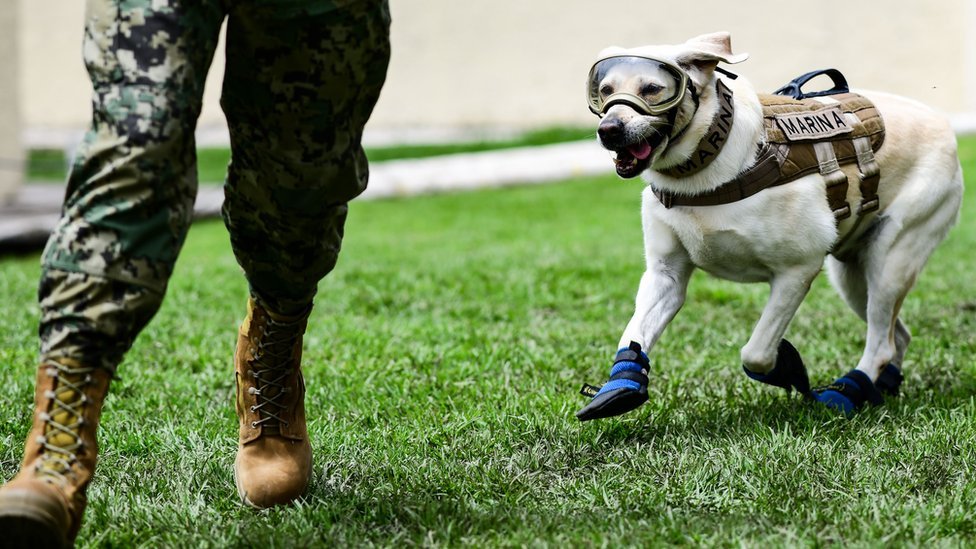 A rescue dog from the Mexican Navy, Frida, and her trainer Israel Arauz Salinas, run during a training session in Mexico City, on September 6, 2018