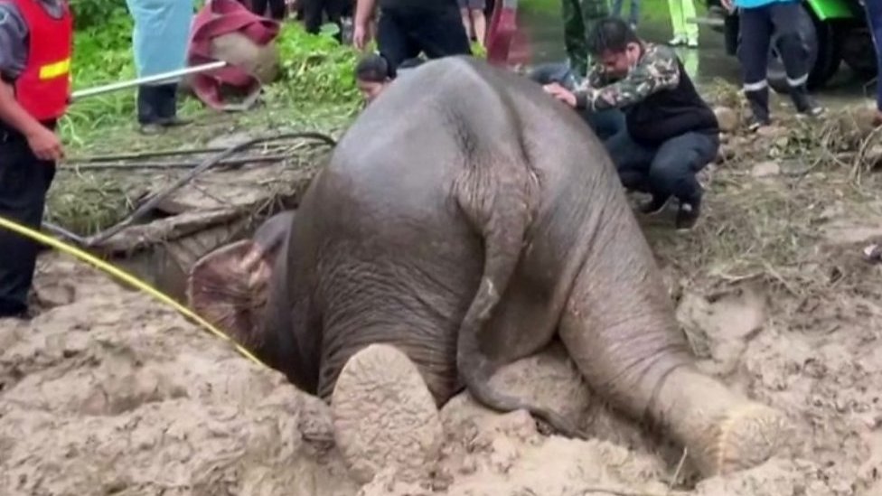 Trapped baby elephant and mum rescued in Thailand