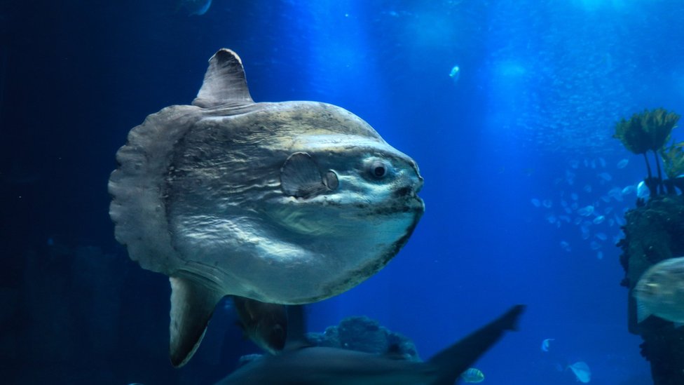 Norfolk sunfish find important for research - expert