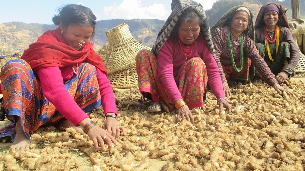 जडीबुटीबाट आत्मनिर्भर बन्दै जुम्लाका महिला