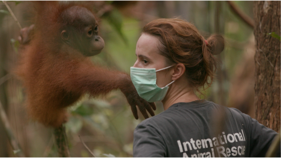 A Battle To Save Indonesia S Orangutans Bbc News