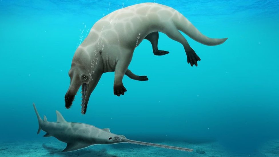 New species of ancient four-legged whale discoʋered in Egypt - BBC News