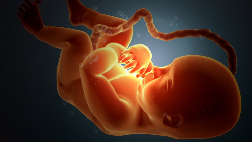 Ilustración de un feto