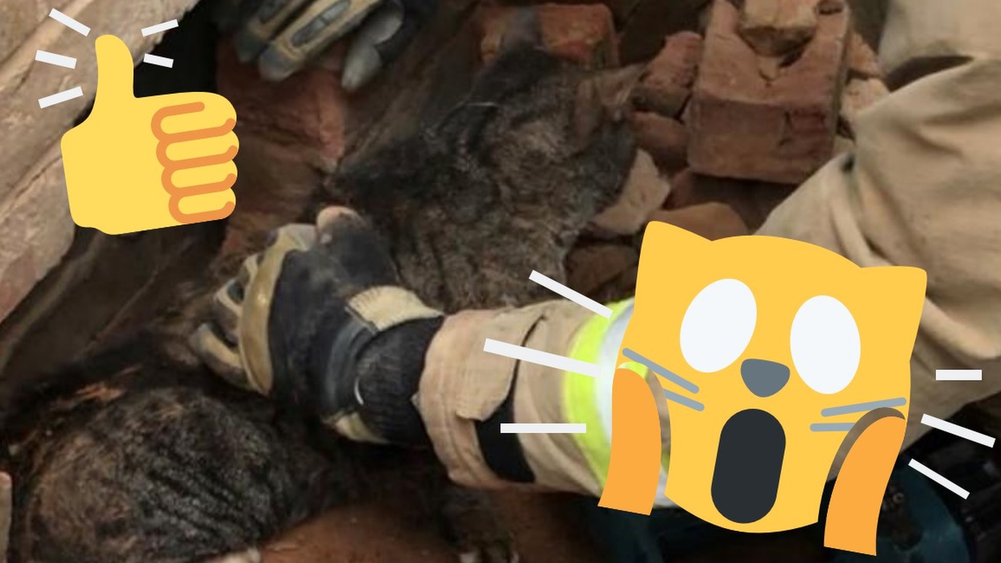 Meet the animals rescued after getting stuck in the strangest places ...