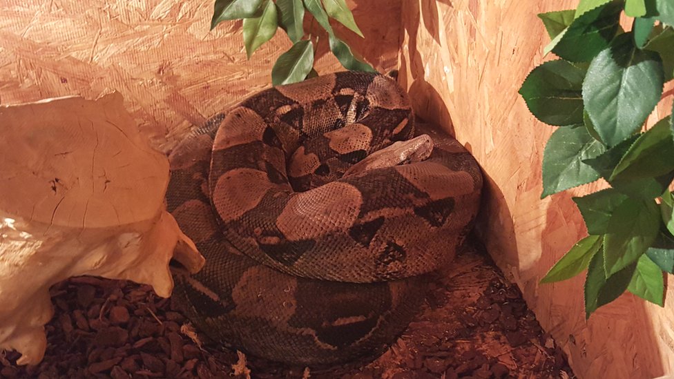 yellow boa constrictor pet rihanna