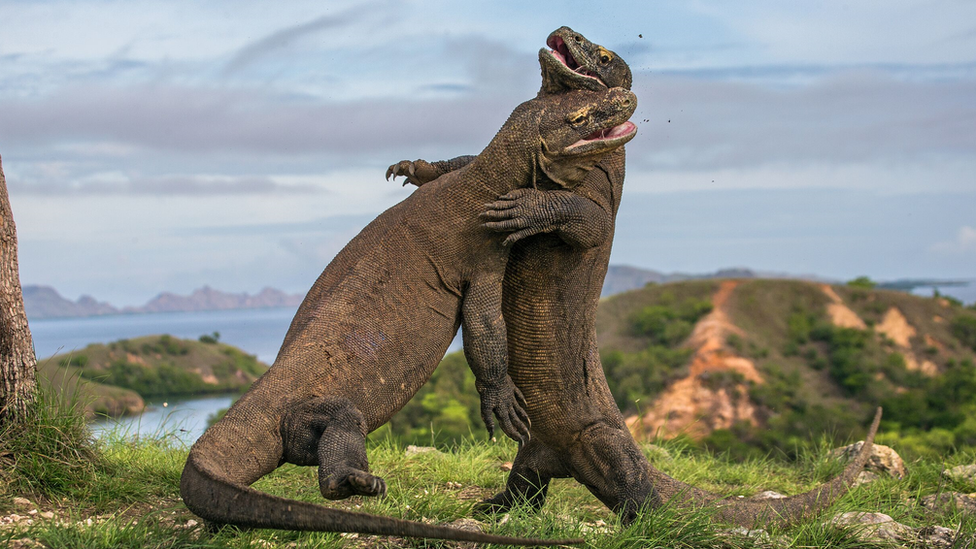 La radical idea para devolver la isla de Komodo a sus temidos (y admirados)  dragones - BBC News Mundo
