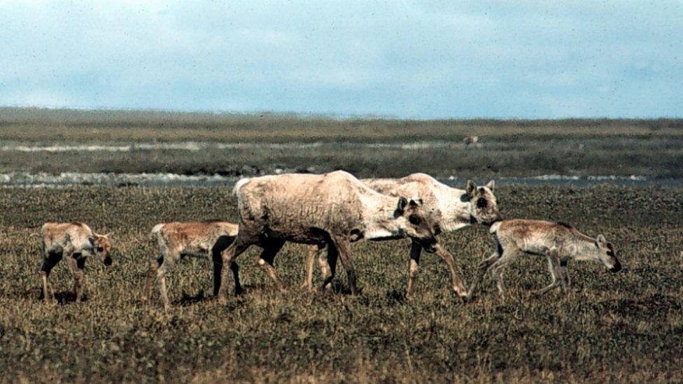 Centenares de miles de caribúes visitan la reserva durante el verano para aparearse. Caribúes en el Refugio Nacional de Vida Silvestre del Ártico, en Alaska