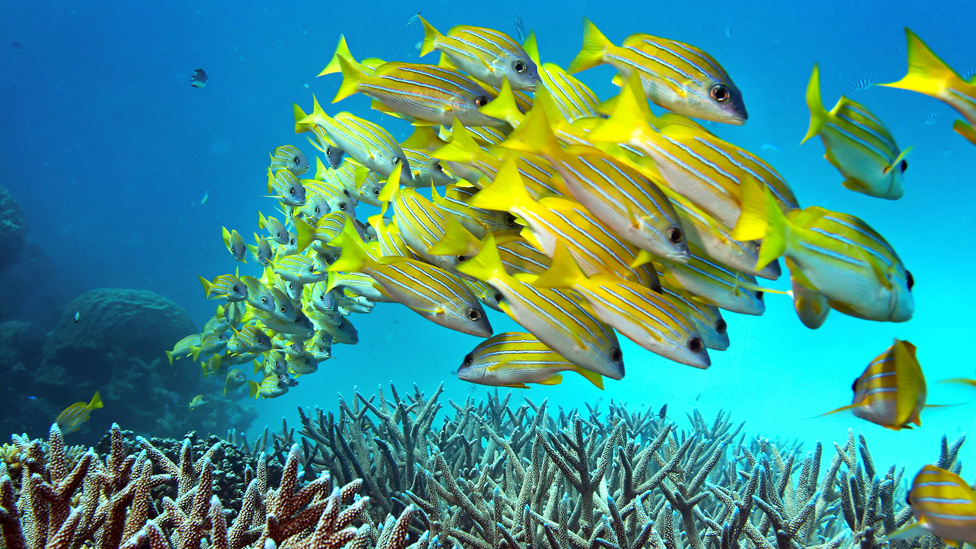 Artificial coral reefs showing early signs they can mimic real