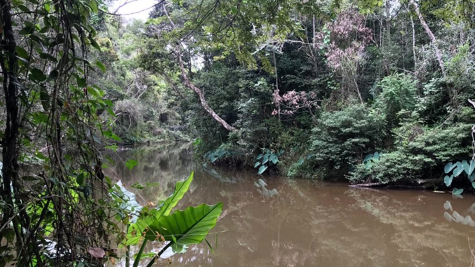 Река в лесу Мангабе