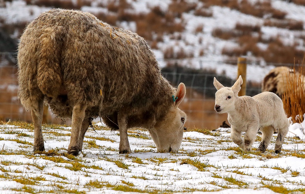 Овца и ягненок в снегу