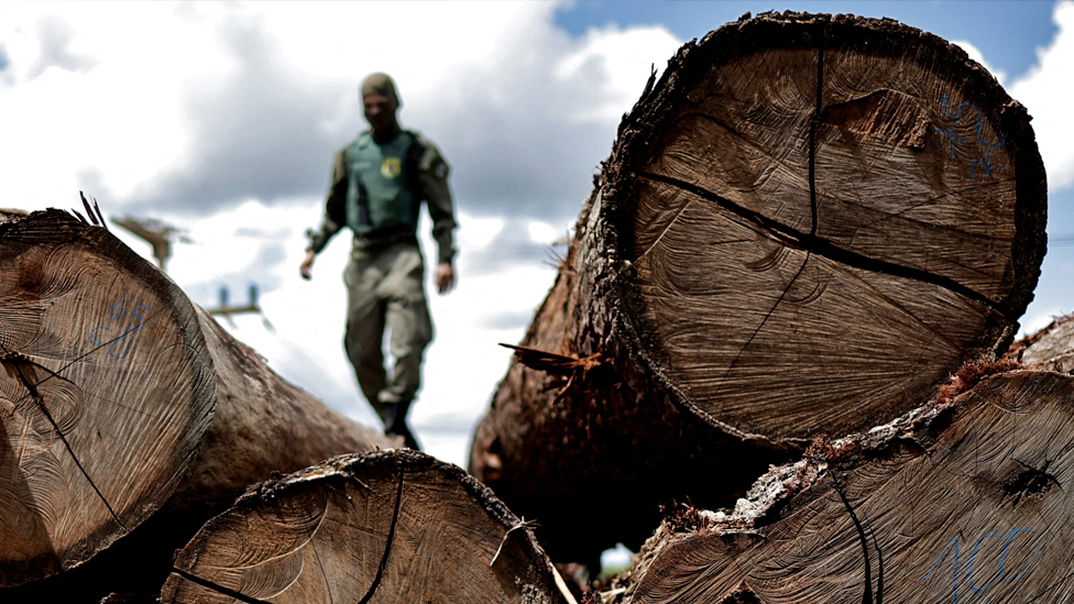 Climate change: Deforestation surges despite pledges