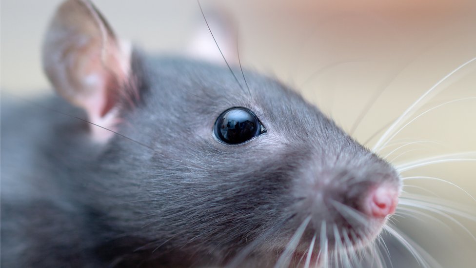 Como casi todo, la cuestión de las cosquillas se ha investigado en ratas. Ratas