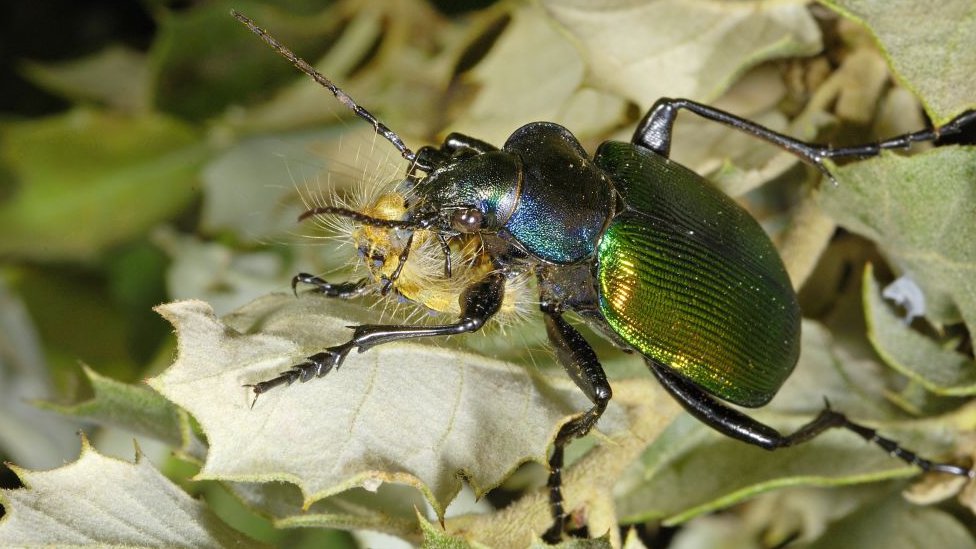 Calosoma Sycophanta