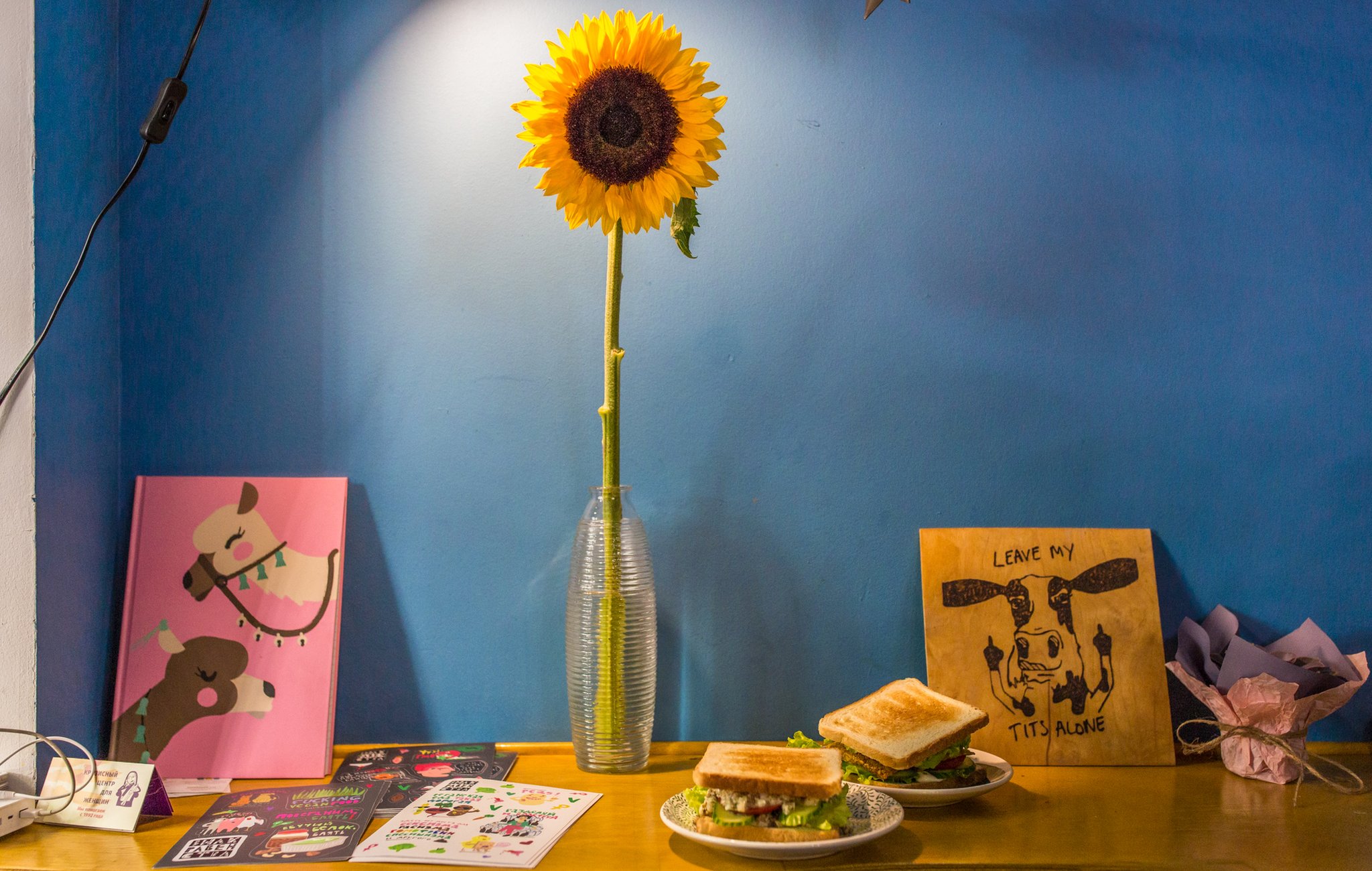 A drawing of a cow flipping off visitors with the message 'leave my tits alone', next to a sunflower in a vase on a table against a blue wall