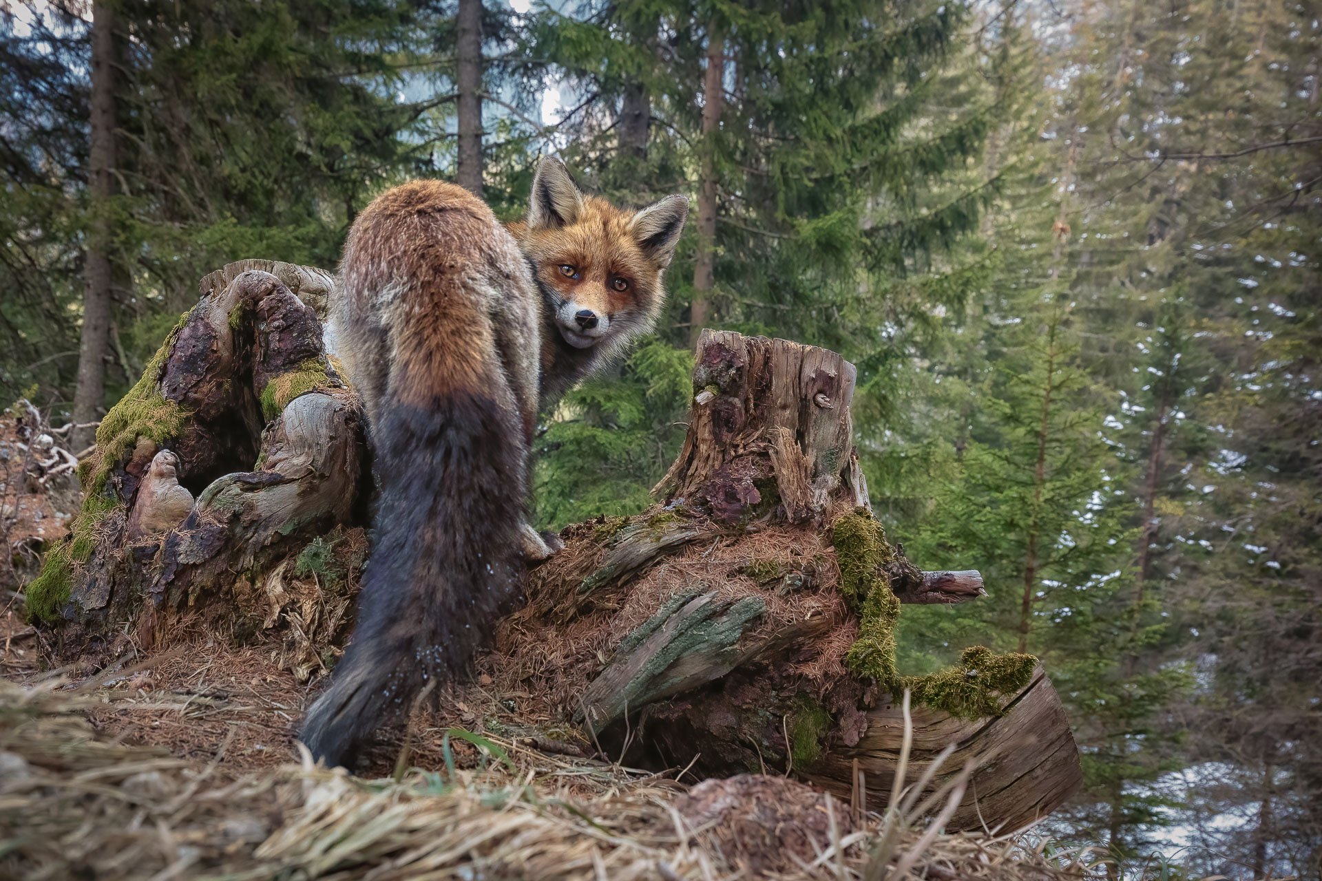 A fox in Graubünden, Switzerland.