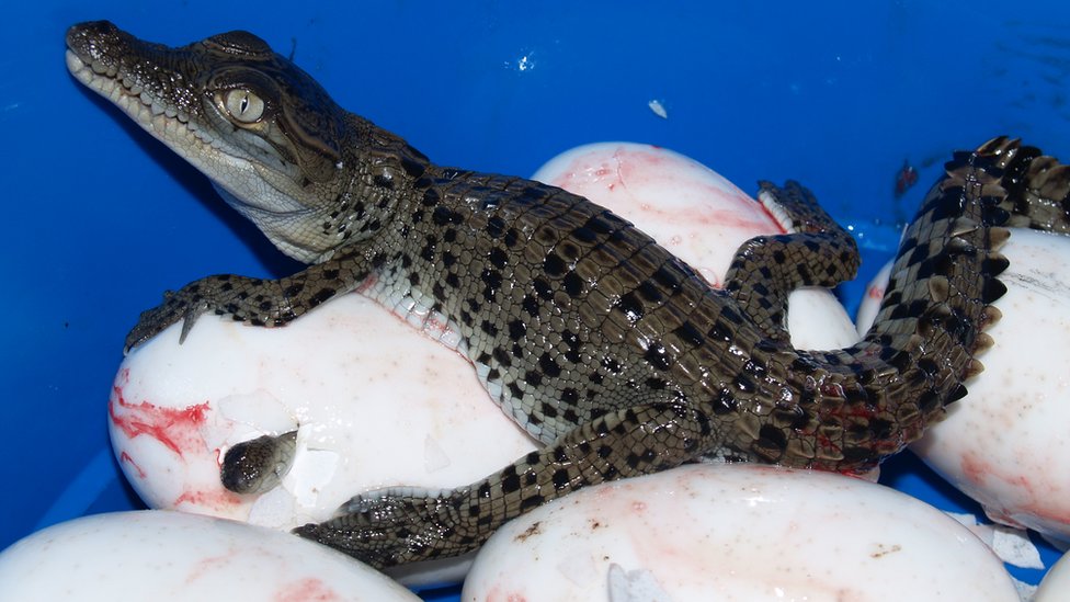 Is it right to take wild crocodile eggs? - BBC News