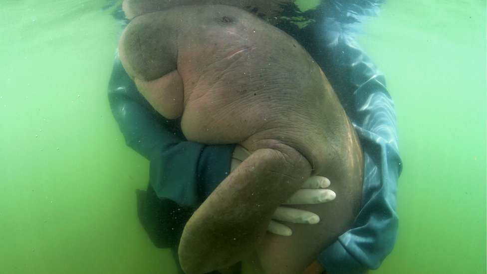Mariam the Dugong nuzzles into a rescuer