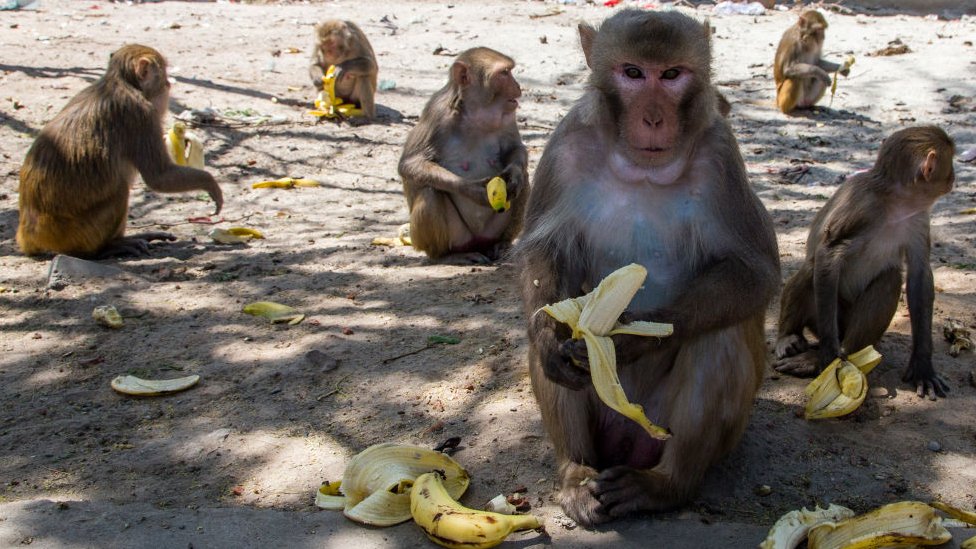 Monkeys eat on the street in India.