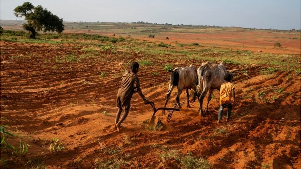 İklim krizi: BM'ye göre Madagaskar dünyada iklim değişikliği sonucu açlık görülen ilk ülke olmak üzere