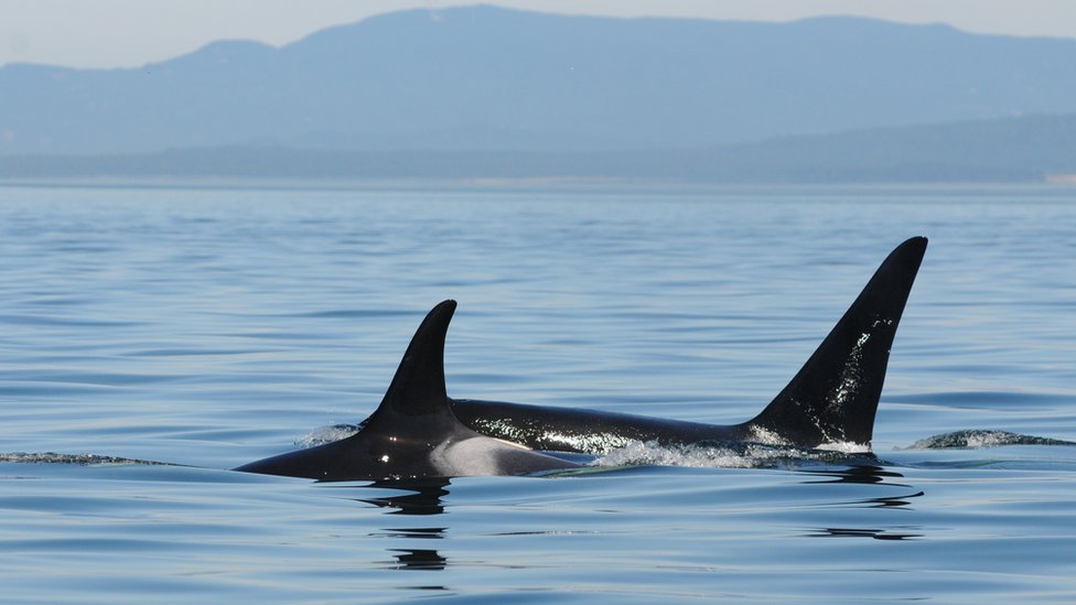 Dos orcas.