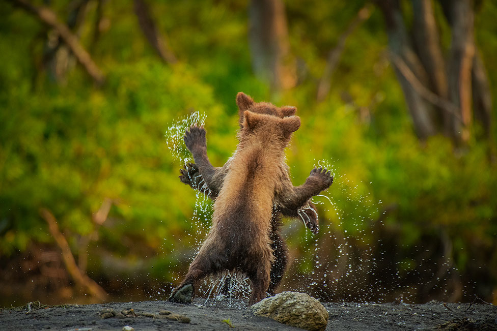 Dos osos pardos juegan en Rusia.