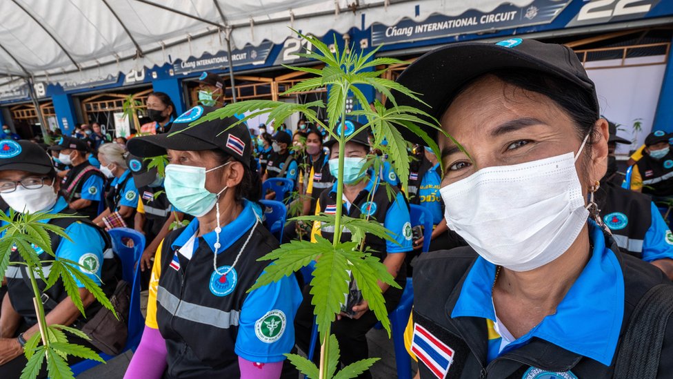Una mujer tailandesa con una planta de cannabis.