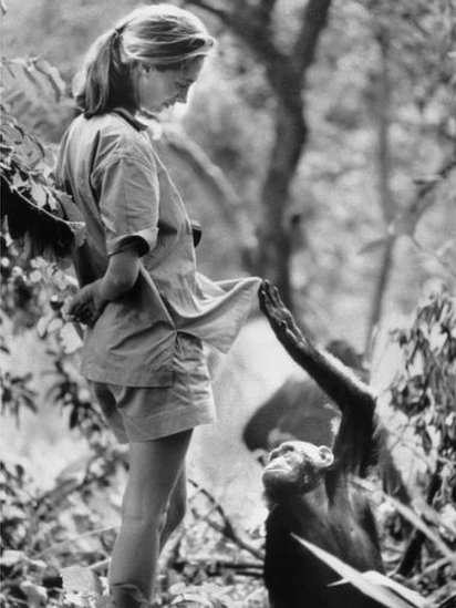 Šimpanza i Džejn Gudal