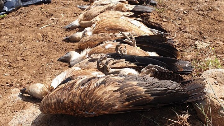 Governments must halt vulture poisoning