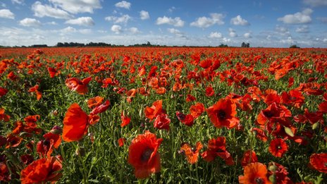 Why We Wear Poppies On Remembrance Day