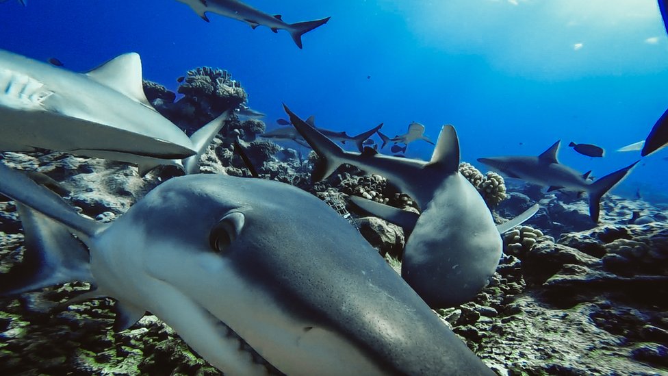 Caribbean Reef Sharks – Making their home on the Key Largo Reefs