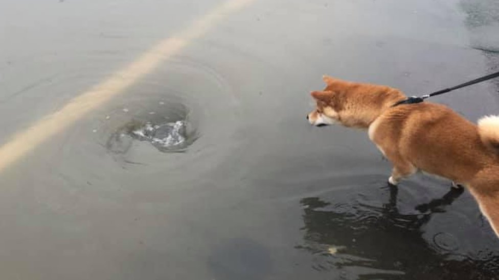 Собака Дзюбэй изучает паводковые воды