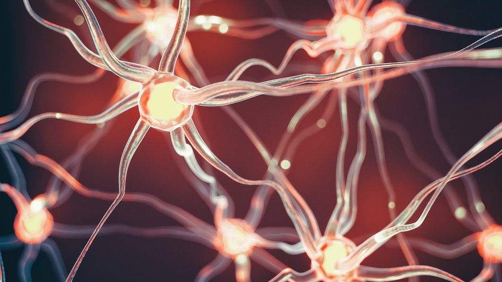 Neuroni i neuralne putanje
